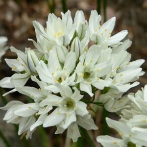 Triteleia WHITE hyacinthina