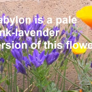 Brodiaea Babylon