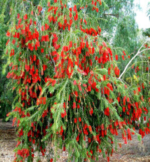 WEEPING BOTTLE BRUSH TREE