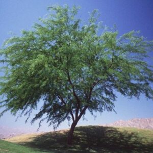 Thornless Chilean Mesquite