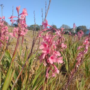 Heirloom Watsonia
