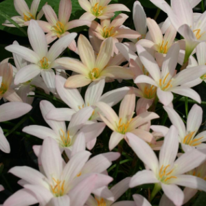 Coral Rain Lily | Zephyranthes Prairie Sunset