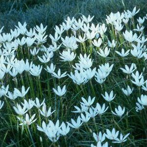 WHITE RAIN LILY | Zephyranthes Candida