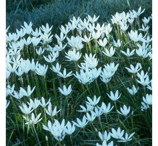 WHITE RAIN LILY | Zephyranthes Candida