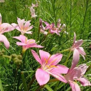 PINK RAIN LILY | Zephyranthes Grandiflora