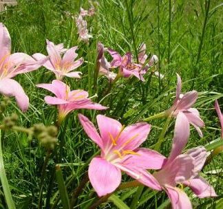 PINK RAIN LILY | Zephyranthes Grandiflora
