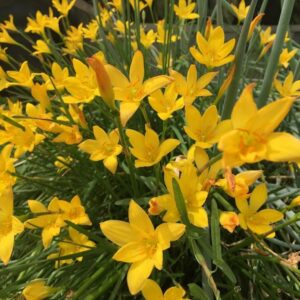 Yellow Rain Lily | Zephyranthes 'Citrina'