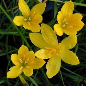 Zephyranthes Mix