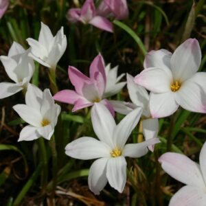 Zephyranthes LABUFFAROSA
