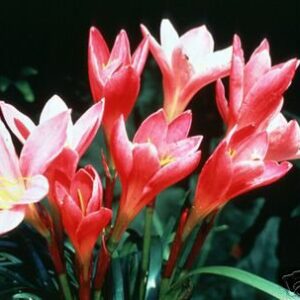Zephyranthes Rosea