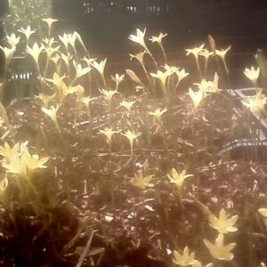 Zephyranthes Primulina