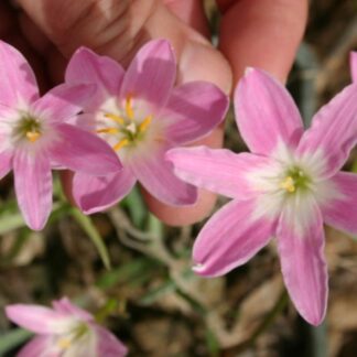 Zephyranthes Pink Beauty