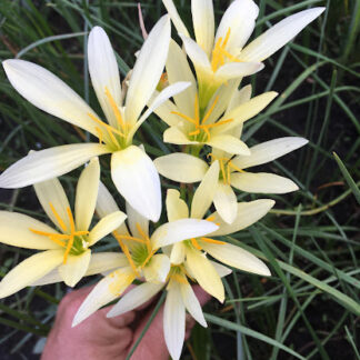 Zephyranthes AJAX