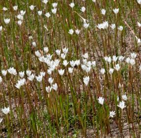Zephyranthes Chlorosolen