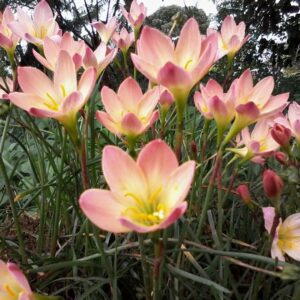 Zephyranthes PACIFIC SUNSET