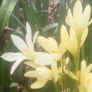 Zephyranthes Reginae