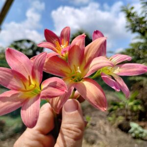 Zephyranthes Rose Perfection