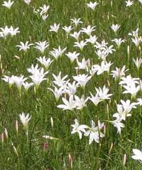 Zephyranthes Atamasco Lily