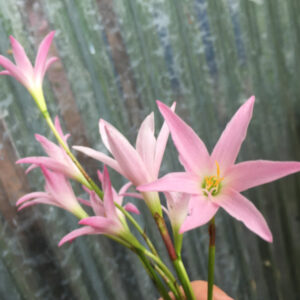 Zephyranthes First Love