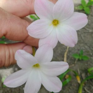 Zephyranthes Labuffarosa Bicolor
