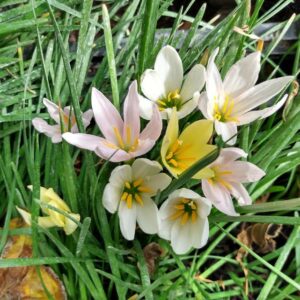 Zephyranthes Candida MIX (white, pink & yellow)