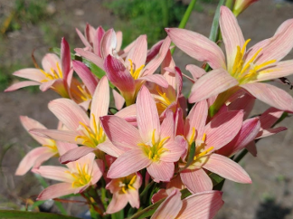 Zephyranthes SUNSET SEED STRAIN