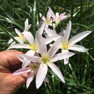 Zephyranthes Rainbow Snow