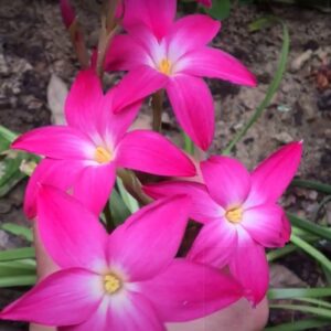Zephyranthes HEART THROB