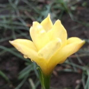 Zephyranthes Smallii