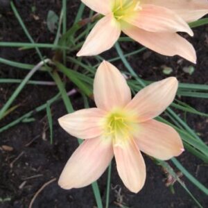 Zephyranthes Copper Mine