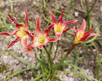 Zephyranthes RED SIAM