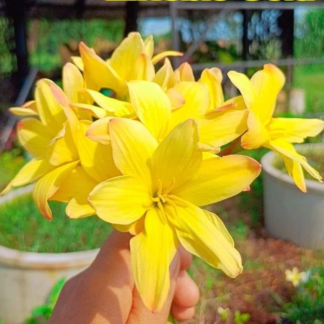 Zephyranthes NOBLE GOLD