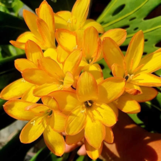 Zephyranthes KINGS RANSOM