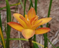 Zephyranthes TIGER