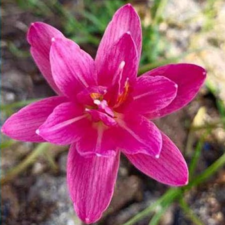 Zephyranthes DOUBLE LOTUS