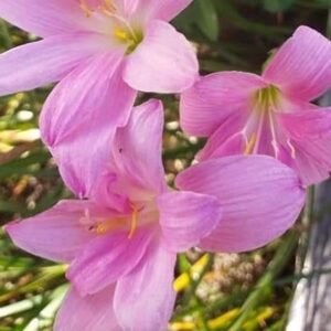 Zephyranthes FAIRY YARN