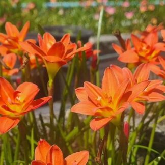 Zephyranthes SUDTEERAK