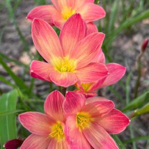 Zephyranthes Chinda