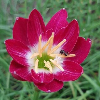Zephyranthes RED TULIP