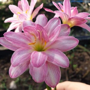 Zephyranthes PINK BROCADE