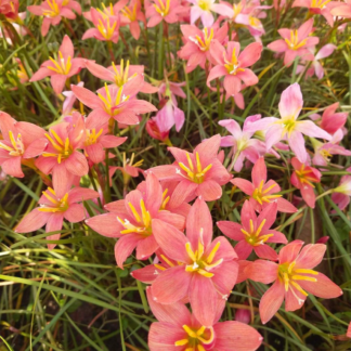 Zephyranthes VOLCANO