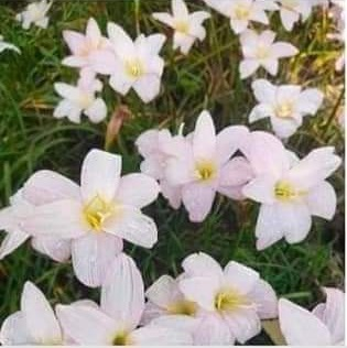 Zephyranthes Giant Pastel