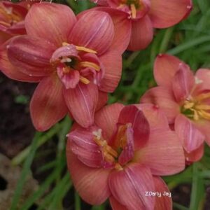 Zephyranthes DARLY JOY