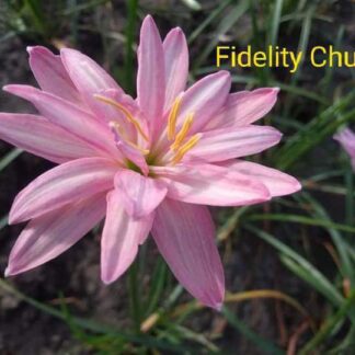 Zephyranthes FIDELITY CHARM