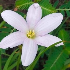 Zephyranthes El Cielo X Big Dude