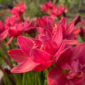 Zephyranthes LUHAO NING