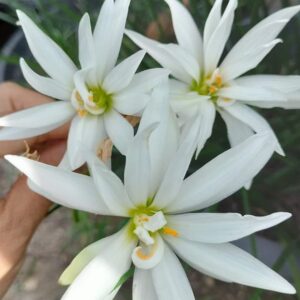 Zephyranthes WHITE CRYSTAL