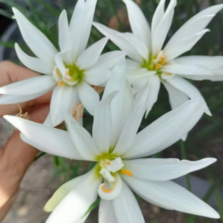 Zephyranthes WHITE CRYSTAL