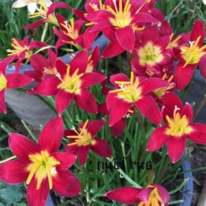 Zephyranthes RED DAMASK