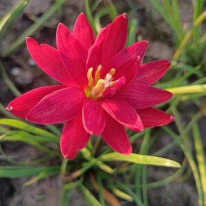 Zephyranthes RED LOUBOTION